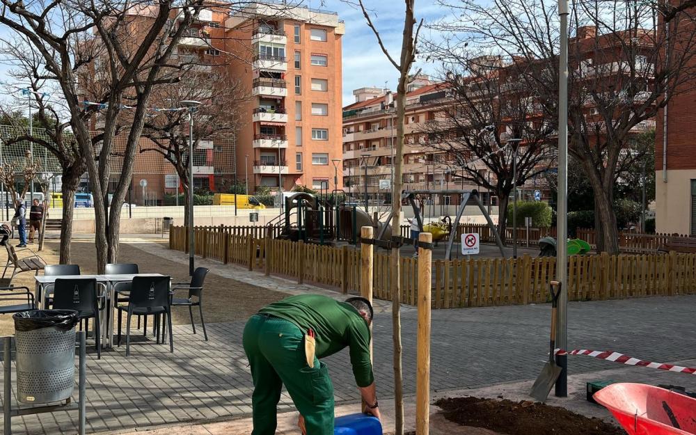 Actuacions d'arbrat