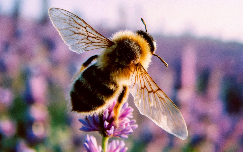 Conferència 'Veritats, mentides i curiositats de les abelles'