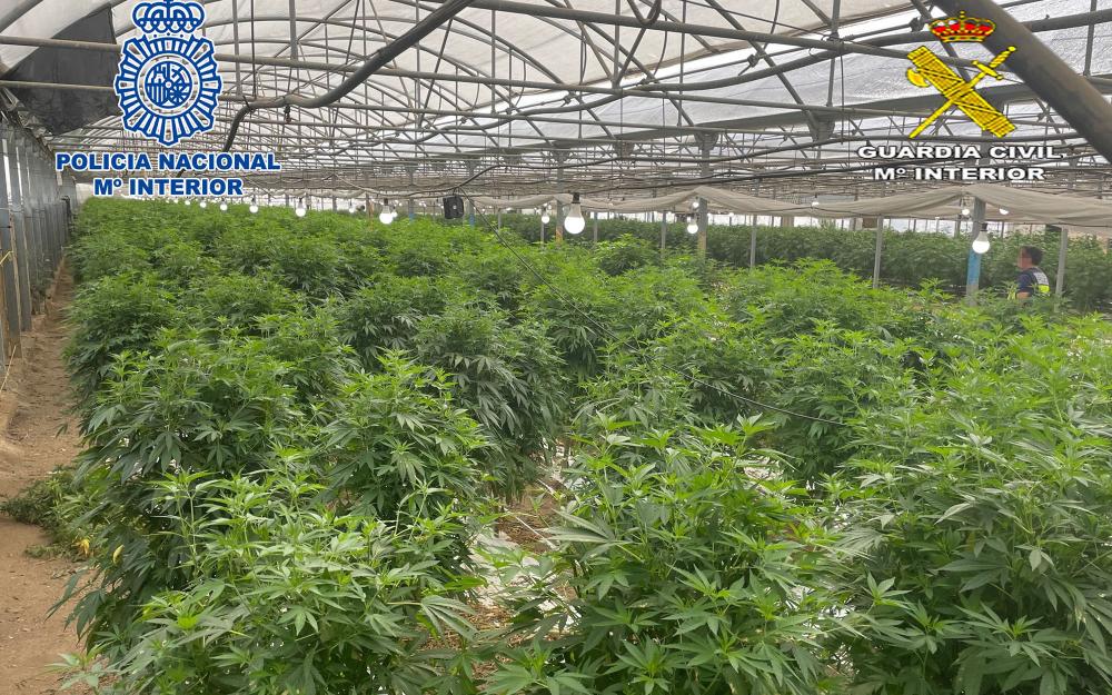 Foto plantació marihuana 