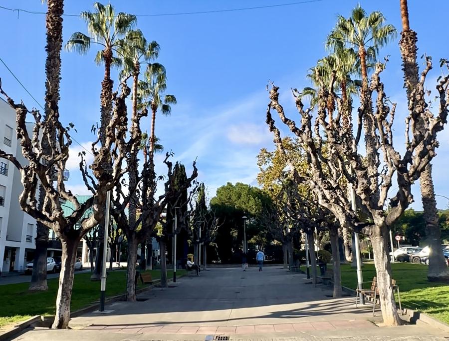 Arbres podats al Veral de l'Ocata